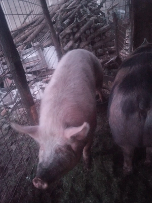 Schimb cu alte animale