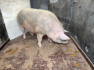 Vând scroafa de a făta!!!