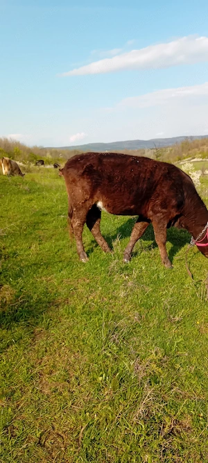 vând vaca gestanta si manzata din monta angus - imagine 3