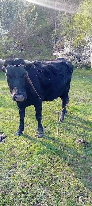 vând vaca gestanta si manzata din monta angus - imagine 5