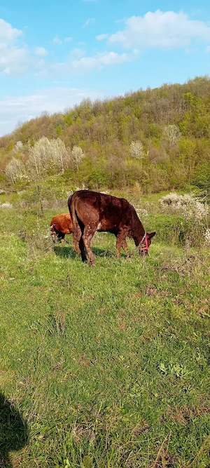 vând vaca gestanta si manzata din monta angus - imagine 4