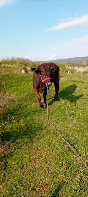 vând vaca gestanta si manzata din monta angus - imagine 2