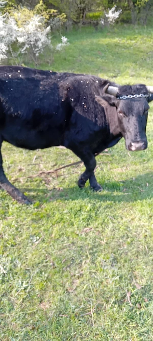 vând vaca gestanta si manzata din monta angus