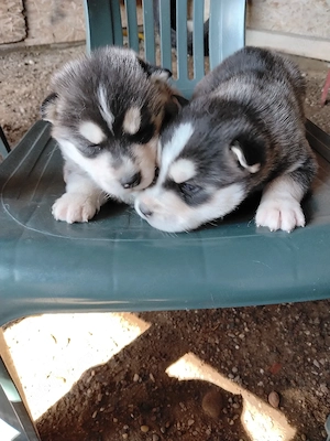 pui husky siberian ochi albaștri pret 1100 ron - imagine 4