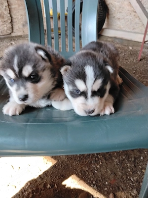 pui husky siberian ochi albaștri pret 1100 ron - imagine 2