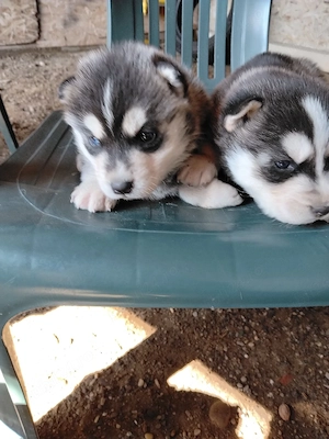 pui husky siberian ochi albaștri pret 1100 ron