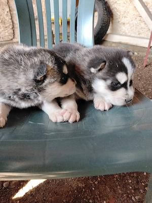 pui husky siberian ochi albaștri pret 1100 ron - imagine 5