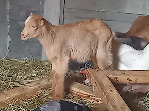 Vand iezi alpini de 6 sapt. - imagine 3