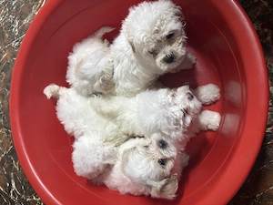 De vanzare bitsoni maltezi juvausi7 săptămâni se pot vedea în Sibiu se pot vedea mama și tata la loc