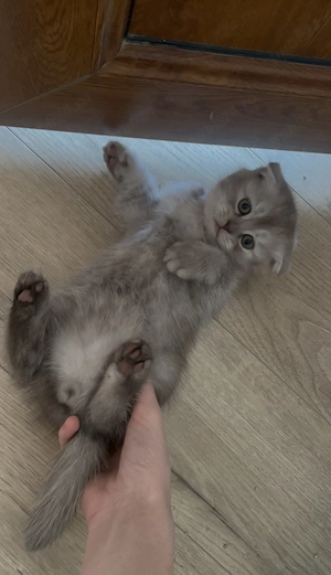 pui scottish , un baiat si o fetita