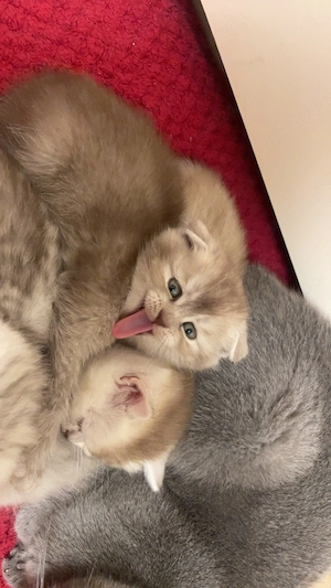 pui scottish , un baiat si o fetita - imagine 2