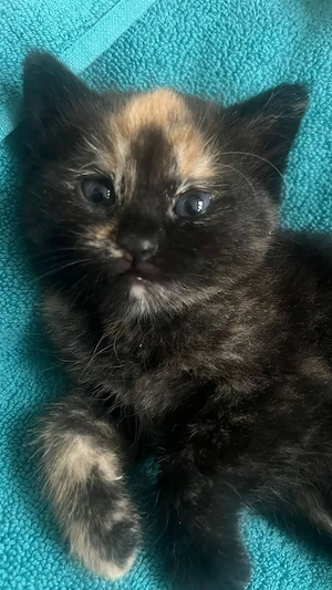 British colora  - imagine 2