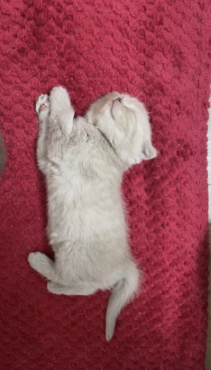 pui scottish , un baiat si o fetita - imagine 3