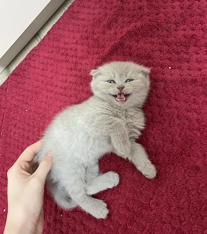 pui scottish , un baiat si o fetita - imagine 4