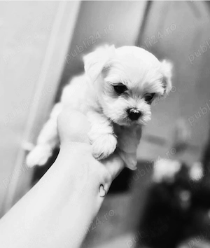 Bichon miny toy 6 saptamani 