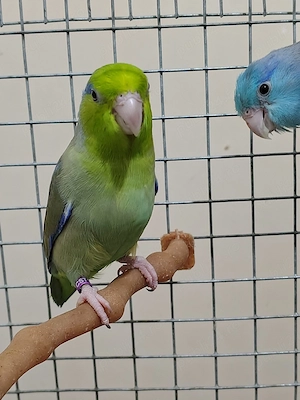 Papagali rari+colivie cadou - imagine 3