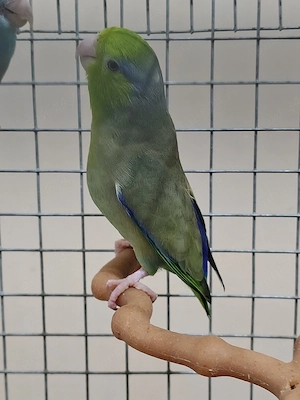 Papagali rari+colivie cadou