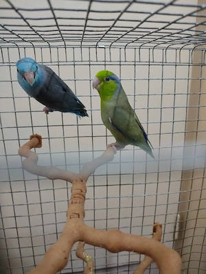 Papagali rari+colivie cadou - imagine 4