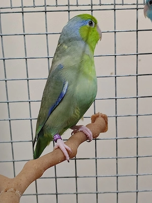 Papagali rari+colivie cadou - imagine 2