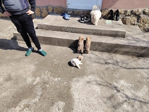 Animaluțe dragute - imagine 2