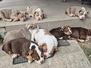 American bully pocket si standard!