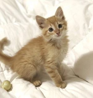 Siberiană de Pădure 