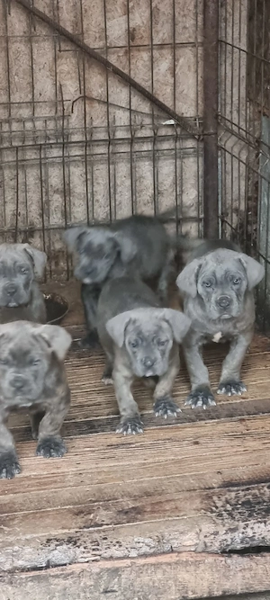 Pui cane corso  - imagine 3