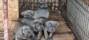 Pui cane corso  - imagine 5
