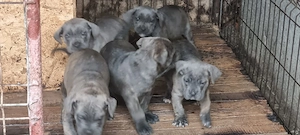 Pui cane corso  - imagine 4