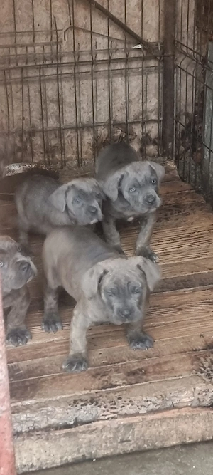 Pui cane corso 