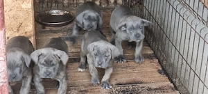 Pui cane corso  - imagine 2