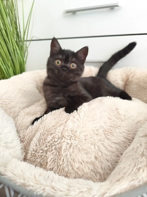 Motanel British Shorthair 