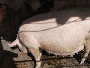 Vând purcea gestanta - imagine 5