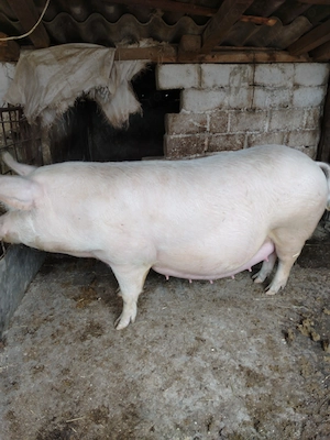 Vând purcea gestanta