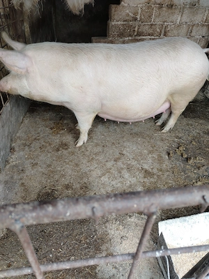 Vând purcea gestanta - imagine 2