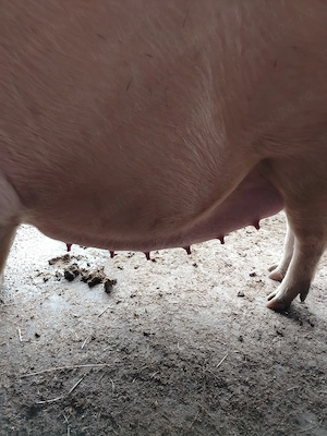 Vând purcea gestanta - imagine 3