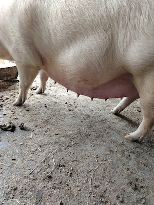 Vând purcea gestanta - imagine 4