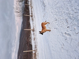 Femela malinois  - imagine 2