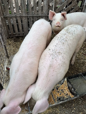 Vand porci intre 90-150 kg  - imagine 4