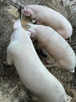 Vand porci intre 90-150 kg  - imagine 2