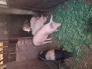 Vand soldani in beltiug 