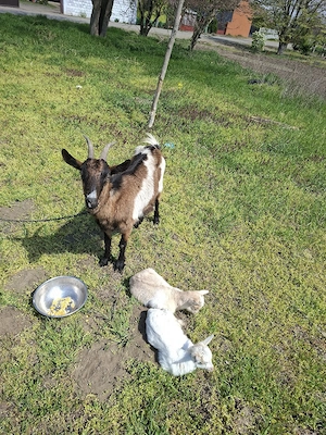 capra cu iesi de vazare 