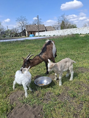 capra cu iesi de vazare  - imagine 2