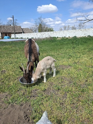 capra cu iesi de vazare  - imagine 3