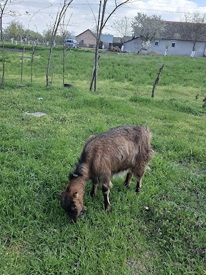 capra alpina farcsza de vazare 