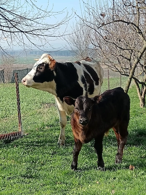 junca cu primul vitel angus de 6 săptămâni 