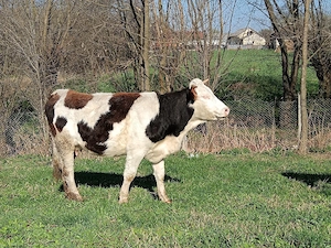 junca cu primul vitel angus de 6 săptămâni  - imagine 2