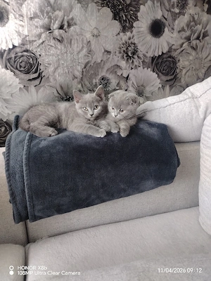 Pisoiaș British-Scottish Fold shorthair 