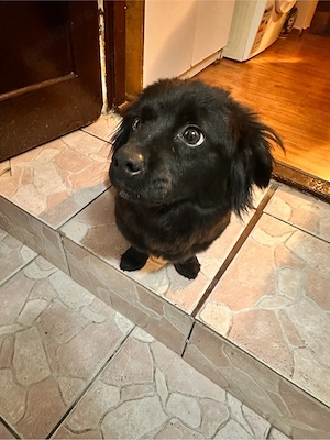 Donez urgent catelusa gasita pe strada! 