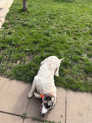 donez catelușă - Cluj Napoca